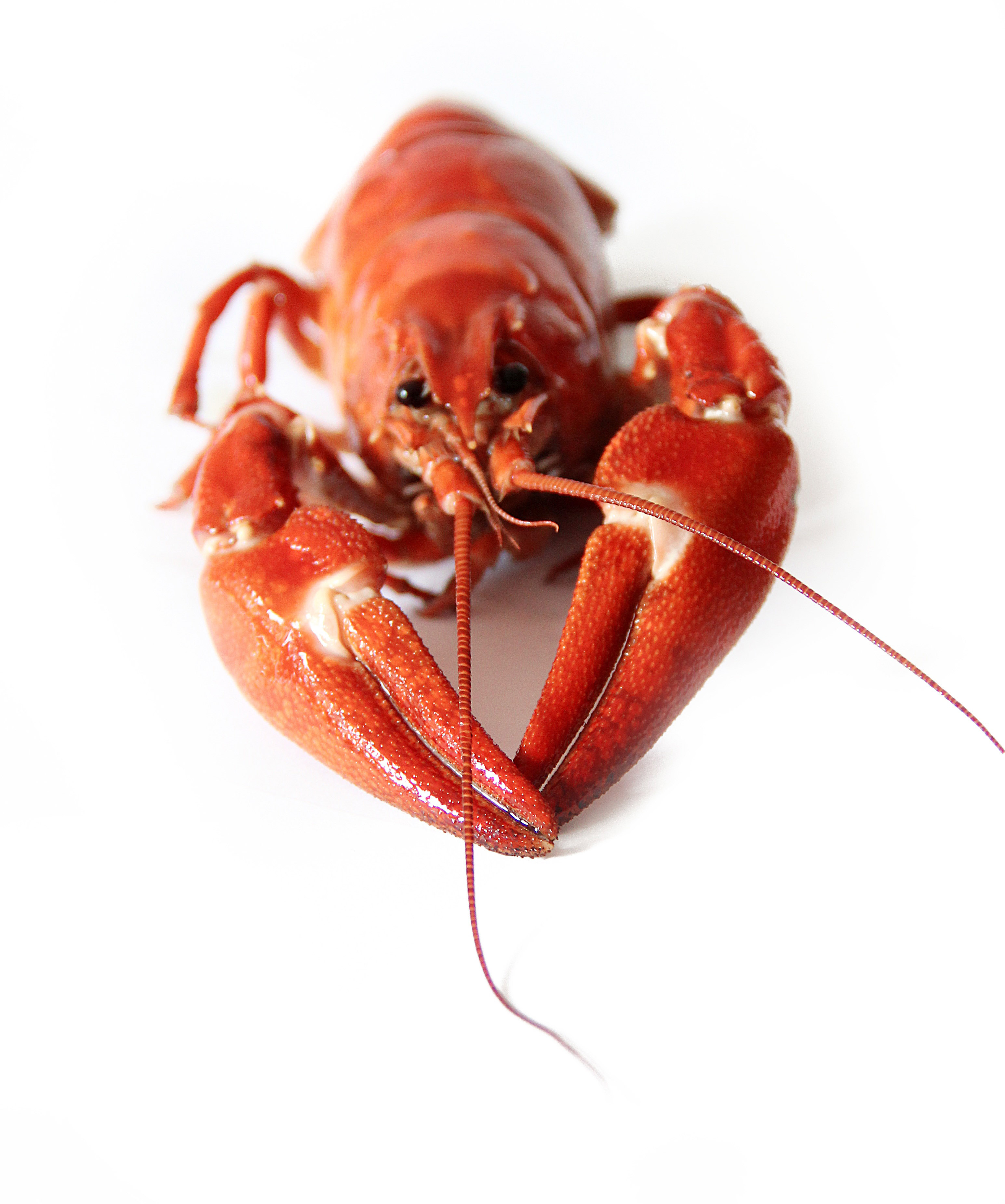 OPINION: Liberty for lobsters