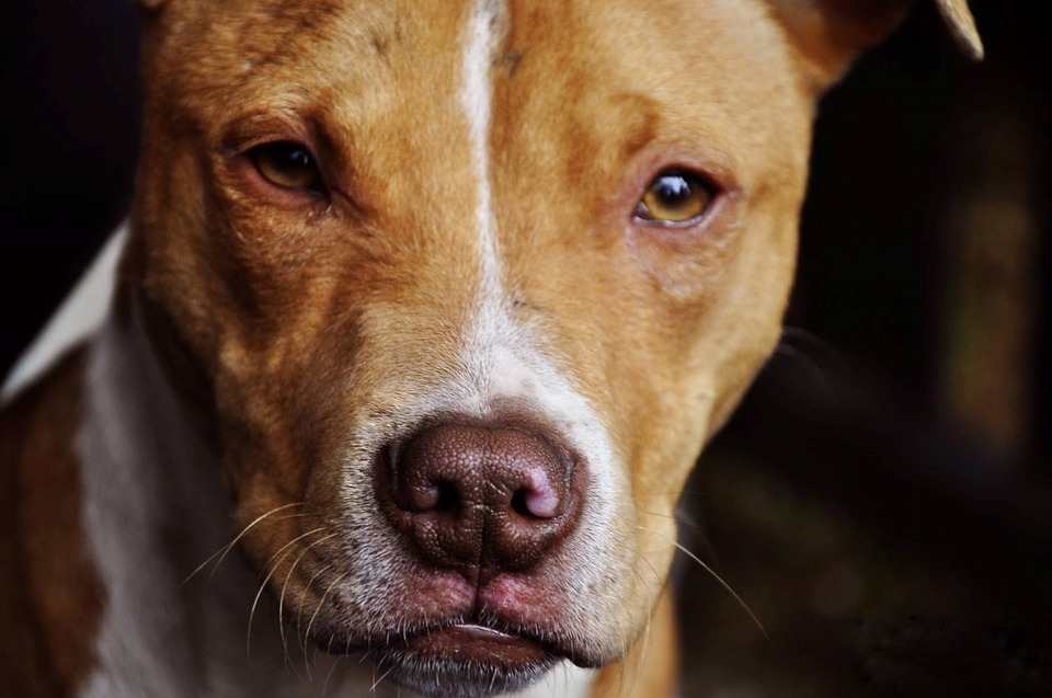 OPINION: The truth about pit bulls