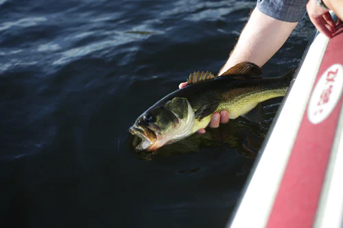 How the Covid-19 pandemic will affect bass fishing this season