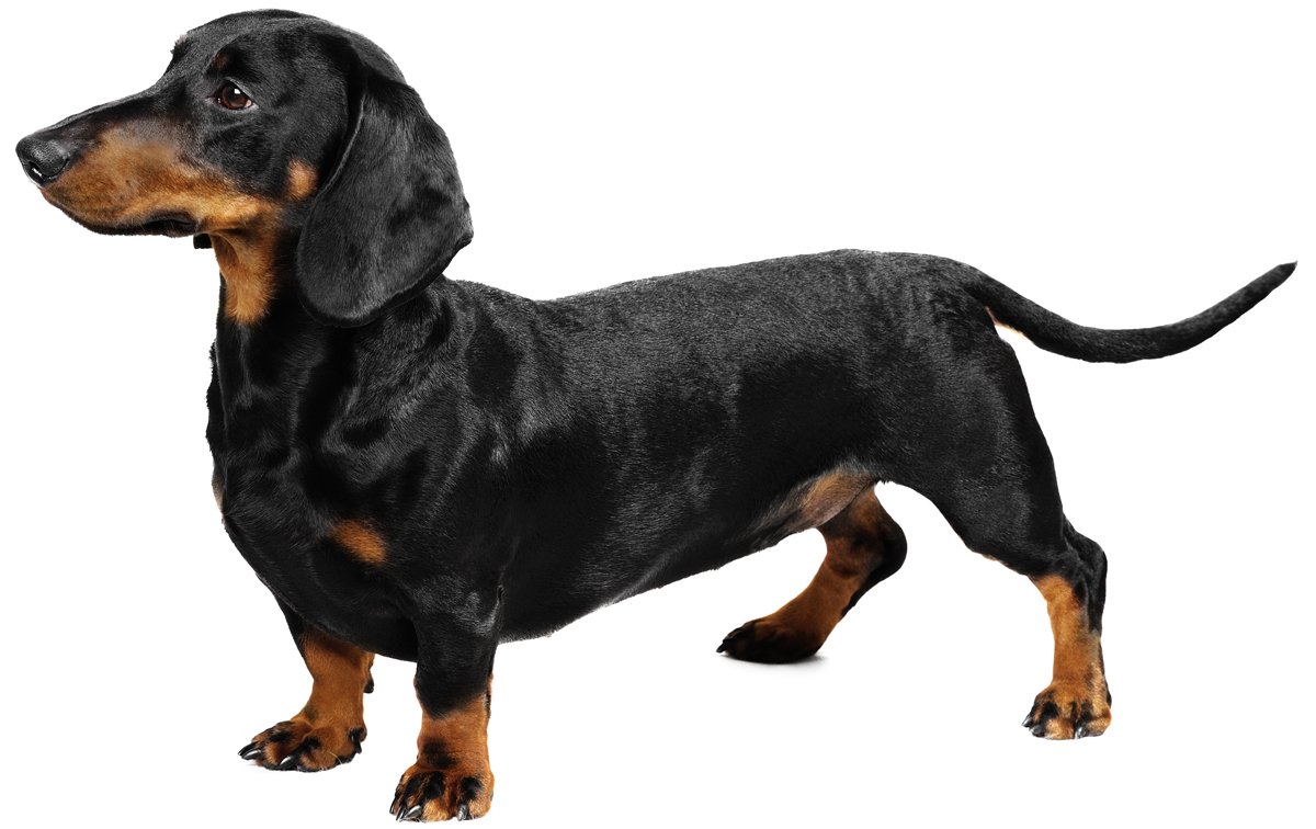 Why Dachshunds are the best dogs