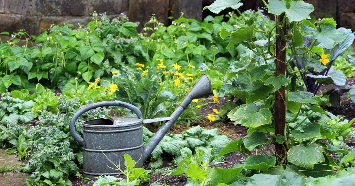 How to keep the pests out of your garden