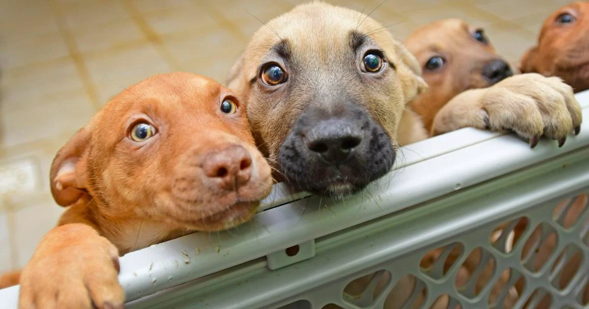 OPINION: Shelters are filling up again, people abandoning their quarantine pets